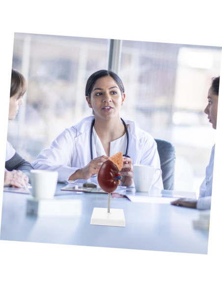 Modelo de Riñón Humano Desmontable Cabilock 25x12cm