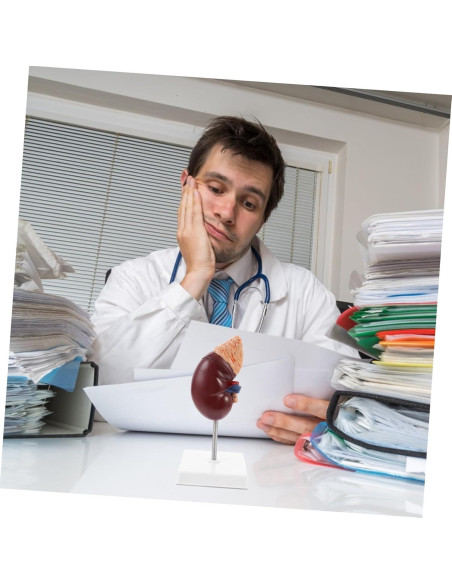 Modelo de Riñón Humano Desmontable Cabilock 25x12cm