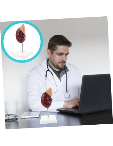 Modelo de Riñón Humano Desmontable Cabilock 25x12cm