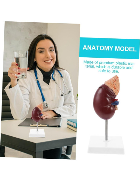 Modelo de Riñón Humano Desmontable Cabilock 25x12cm