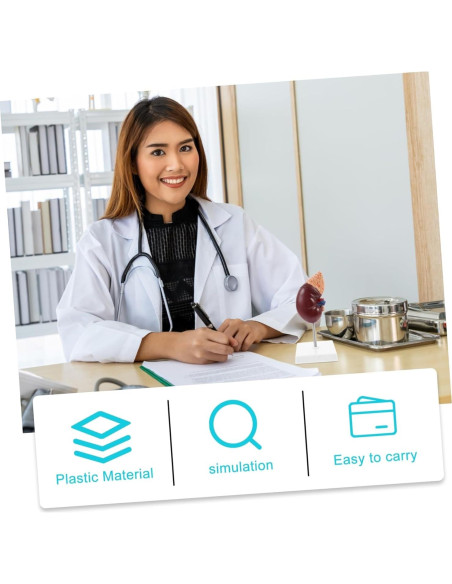 Modelo de Riñón Humano Desmontable Cabilock 25x12cm