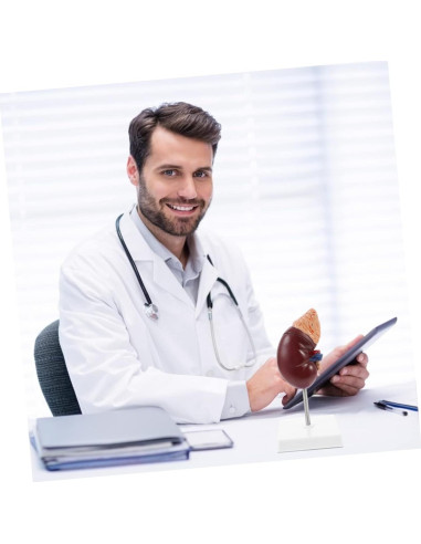 Modelo de Riñón Humano Desmontable Cabilock 25x12cm