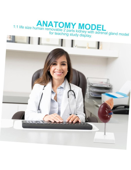 Modelo de Riñón Humano Desmontable Cabilock 25x12cm