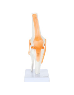 Modelo de Rodilla Científico Axis con Ligamentos 30.48 cm