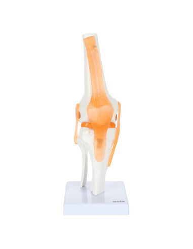 Modelo de Rodilla Científico Axis con Ligamentos 30.48 cm