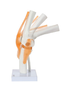 Modelo de Rodilla Científico Axis con Ligamentos 30.48 cm 2
