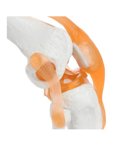 Modelo de Rodilla Científico Axis con Ligamentos 30.48 cm