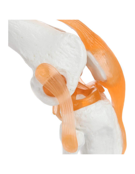 Modelo de Rodilla Científico Axis con Ligamentos 30.48 cm