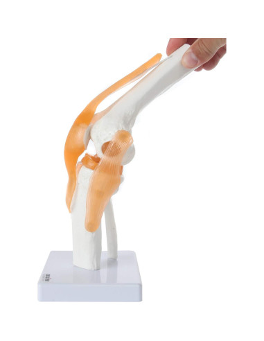 Modelo de Rodilla Científico Axis con Ligamentos 30.48 cm