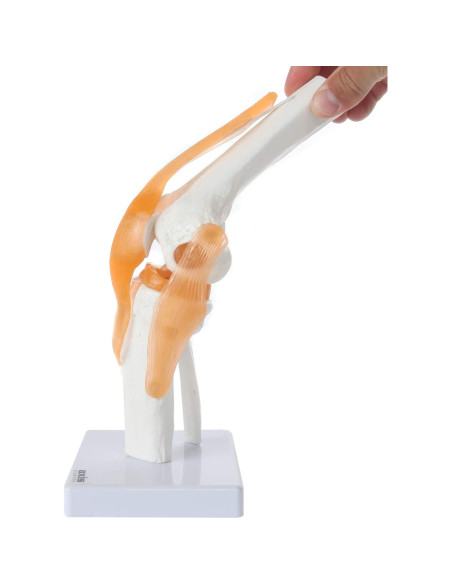 Modelo de Rodilla Científico Axis con Ligamentos 30.48 cm