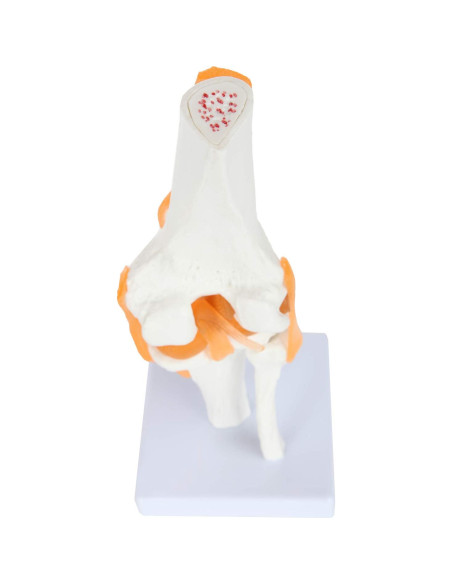 Modelo de Rodilla Científico Axis con Ligamentos 30.48 cm