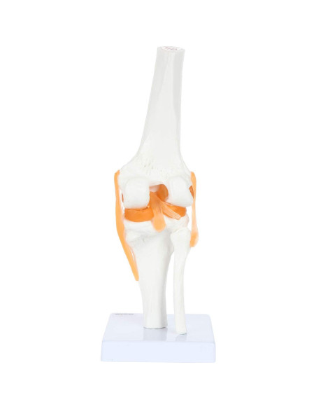 Modelo de Rodilla Científico Axis con Ligamentos 30.48 cm