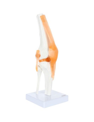 Modelo de Rodilla Científico Axis con Ligamentos 30.48 cm