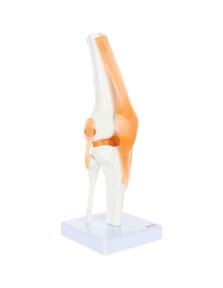Modelo de Rodilla Científico Axis con Ligamentos 30.48 cm