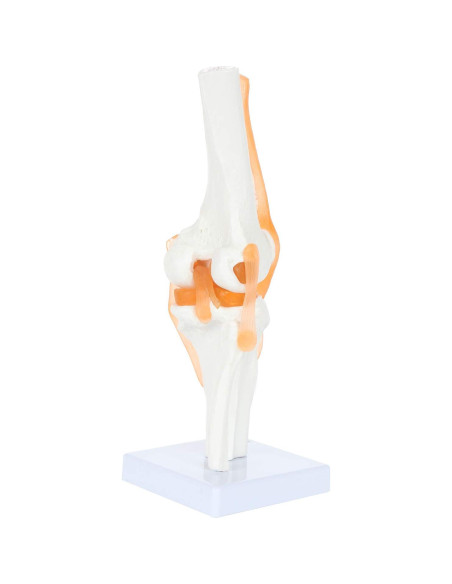 Modelo de Rodilla Científico Axis con Ligamentos 30.48 cm