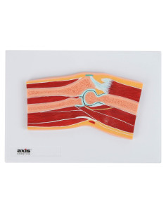 Modelo de Anatomía del Codo Axis Scientific con Manual