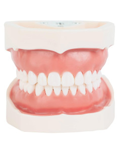 Typodont Dental Axis Scientific - Modelo Educativo Realista