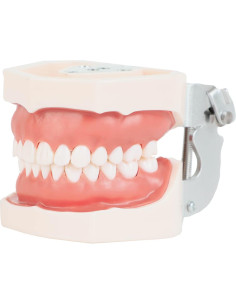 Typodont Dental Axis Scientific - Modelo Educativo Realista 2