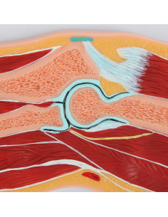 Modelo de Anatomía del Codo Axis Scientific con Manual 2