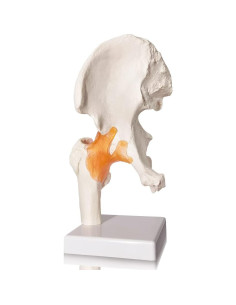 Modelo de Articulación de Cadera Evotech 3D Real con Base 2