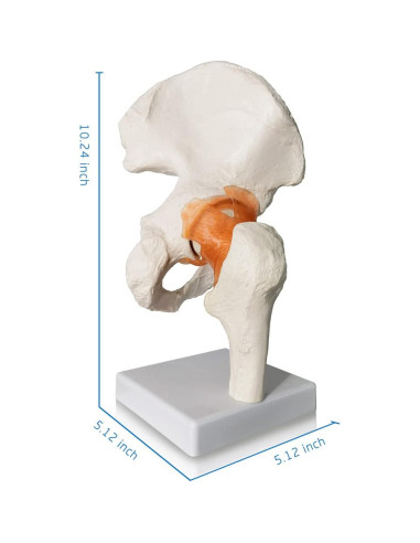 Modelo de Articulación de Cadera Evotech 3D Real con Base