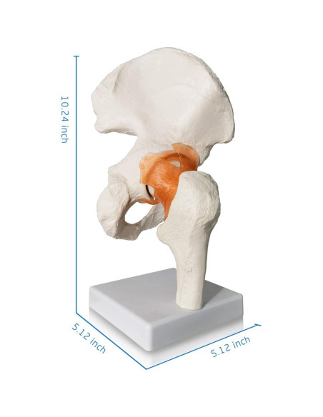 Modelo de Articulación de Cadera Evotech 3D Real con Base