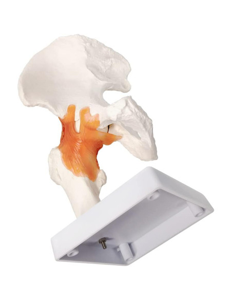 Modelo de Articulación de Cadera Evotech 3D Real con Base