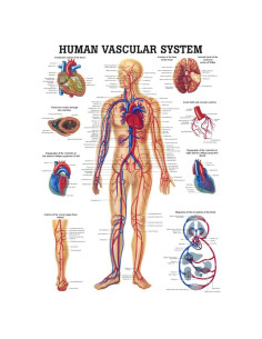 Gráfico Anatómico Laminado Sistema Vascular Humano 100x70 cm