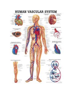 Gráfico Anatómico Laminado Sistema Vascular Humano 100x70 cm 2
