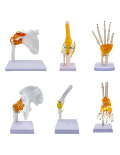 Juego de Anatomía de Articulaciones Humanas 6 Piezas KDJFS