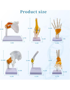 Juego de Anatomía de Articulaciones Humanas 6 Piezas KDJFS 2