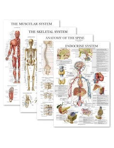 Conjunto de Pósters Anatómicos Laminados - 4 Gráficos Muscular, Esquelético, Columna Vertebral, Endocrino - 45.72x60.96 cm