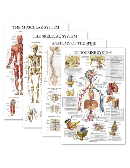 Conjunto de Pósters Anatómicos Laminados - 4 Gráficos Muscular, Esquelético, Columna Vertebral, Endocrino - 45.72x60.96 cm