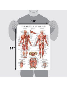 Conjunto de Pósters Anatómicos Laminados - 4 Gráficos Muscular, Esquelético, Columna Vertebral, Endocrino - 45.72x60.96 cm 2