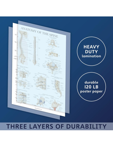 Conjunto de Pósters Anatómicos Laminados - 4 Gráficos Muscular, Esquelético, Columna Vertebral, Endocrino - 45.72x60.96 cm