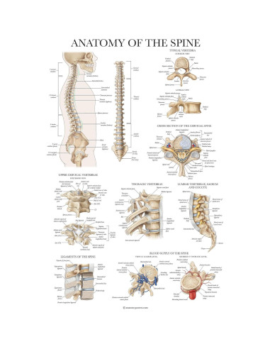 Conjunto de Pósters Anatómicos Laminados - 4 Gráficos Muscular, Esquelético, Columna Vertebral, Endocrino - 45.72x60.96 cm