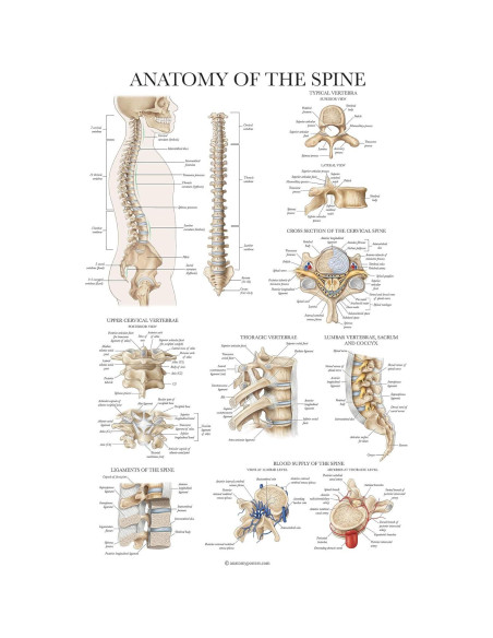 Conjunto de Pósters Anatómicos Laminados - 4 Gráficos Muscular, Esquelético, Columna Vertebral, Endocrino - 45.72x60.96 cm