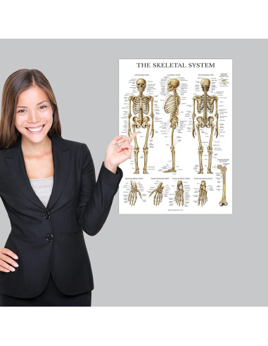 Conjunto de Pósters Anatómicos Laminados - 4 Gráficos Muscular, Esquelético, Columna Vertebral, Endocrino - 45.72x60.96 cm