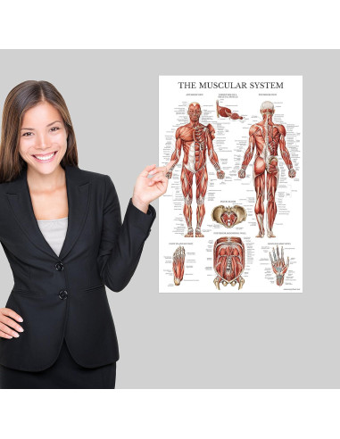 Conjunto de Pósters Anatómicos Laminados - 4 Gráficos Muscular, Esquelético, Columna Vertebral, Endocrino - 45.72x60.96 cm