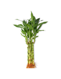 Bambú de la Suerte Wekiva Foliage - 20 Plantas de 15 cm