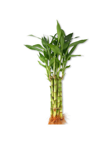 Bambú de la Suerte Wekiva Foliage - 20 Plantas de 15 cm