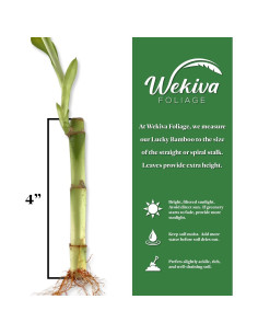 Bambú de la Suerte Wekiva Foliage - 20 Plantas de 15 cm 2