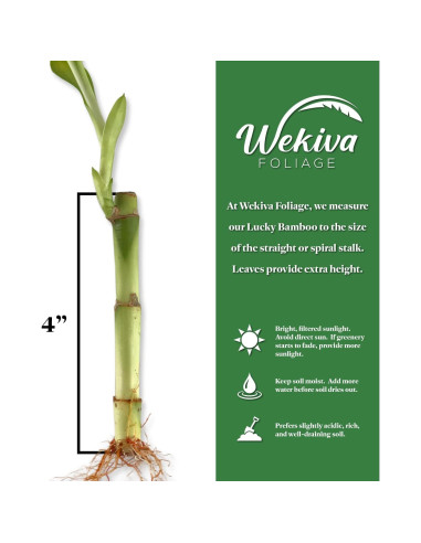 Bambú de la Suerte Wekiva Foliage - 20 Plantas de 15 cm