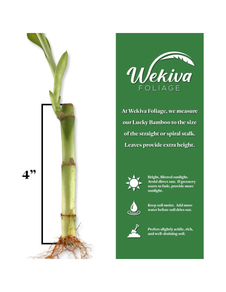 Bambú de la Suerte Wekiva Foliage - 20 Plantas de 15 cm