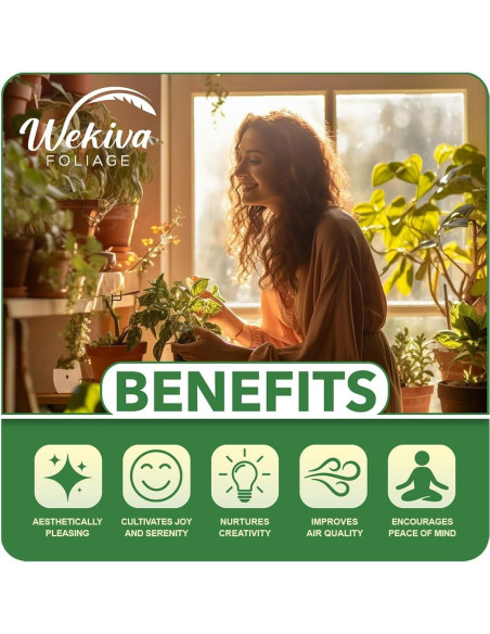 Bambú de la Suerte Wekiva Foliage - 20 Plantas de 15 cm