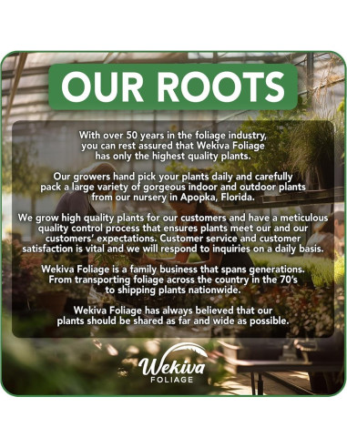 Bambú de la Suerte Wekiva Foliage - 20 Plantas de 15 cm