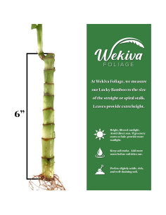 Bambú de la Suerte Wekiva Foliage - 10 Plantas de 15 cm 2