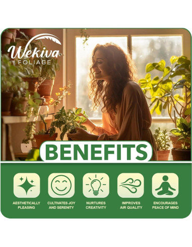 Bambú de la Suerte Wekiva Foliage - 10 Plantas de 15 cm