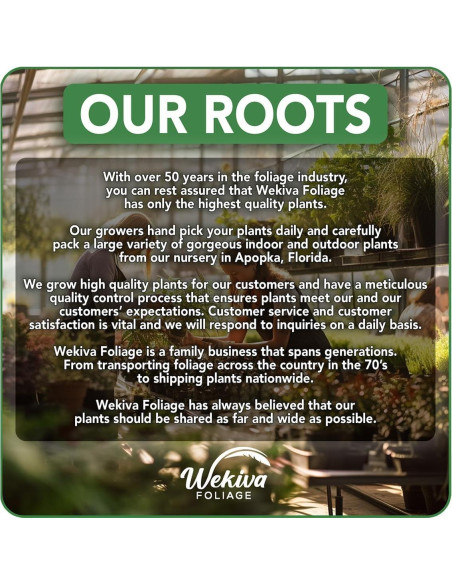 Bambú de la Suerte Wekiva Foliage - 10 Plantas de 15 cm