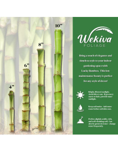 Bambú Afortunado Wekiva Foliage - 3 Plantas 10.16 cm - Feng Shui 2